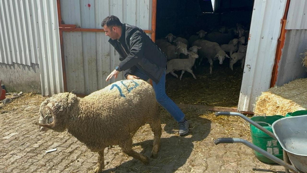 1 milyon 110 bin TL'ye satılan koç.