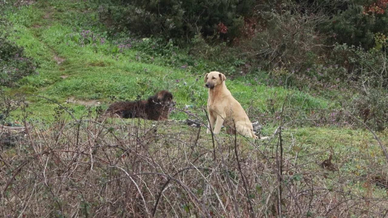 Bölgedeki başıboş köpeklerden birkaçı. 