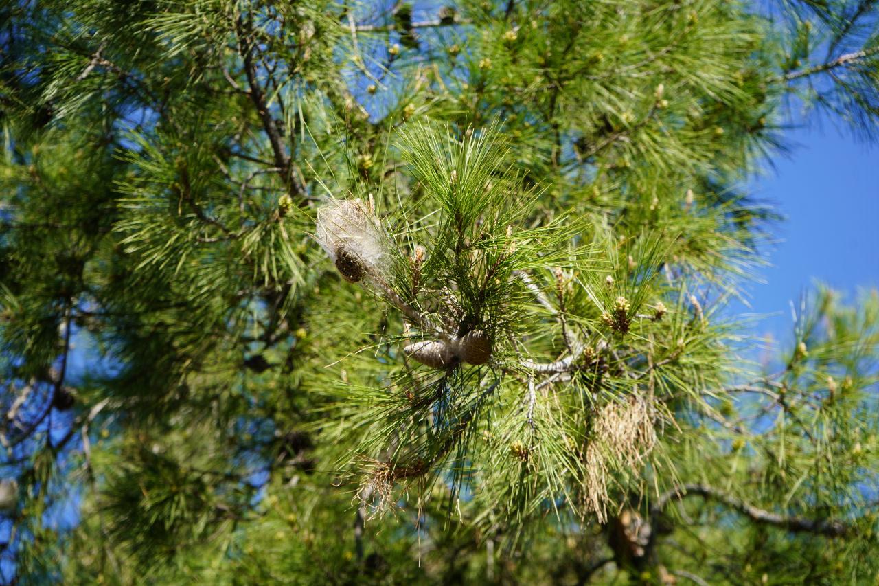 Havanlar ve insanlar üzerinde olumsuz etki gösterebiliyor. 