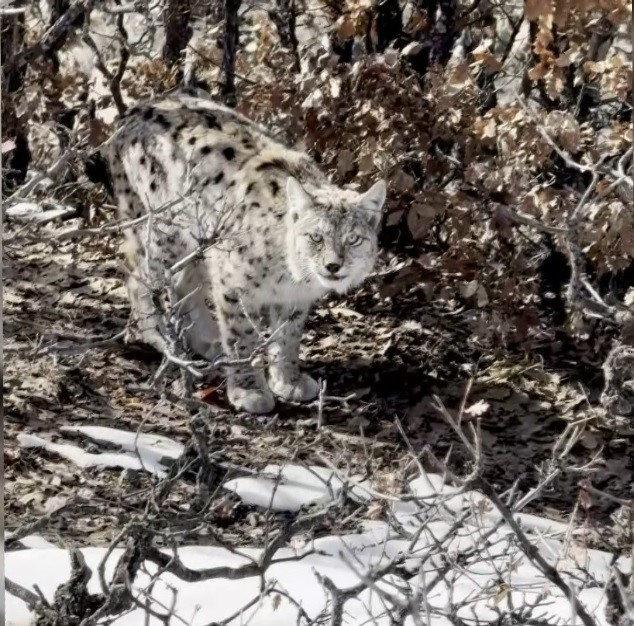 Cep telefonu ile görüntülenen vaşak.