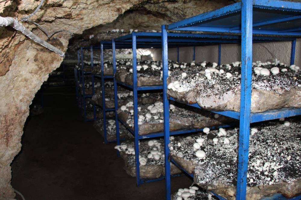 Dededen kalma mağaraya tesis kurdu: Yılda 3 ton üretiyor