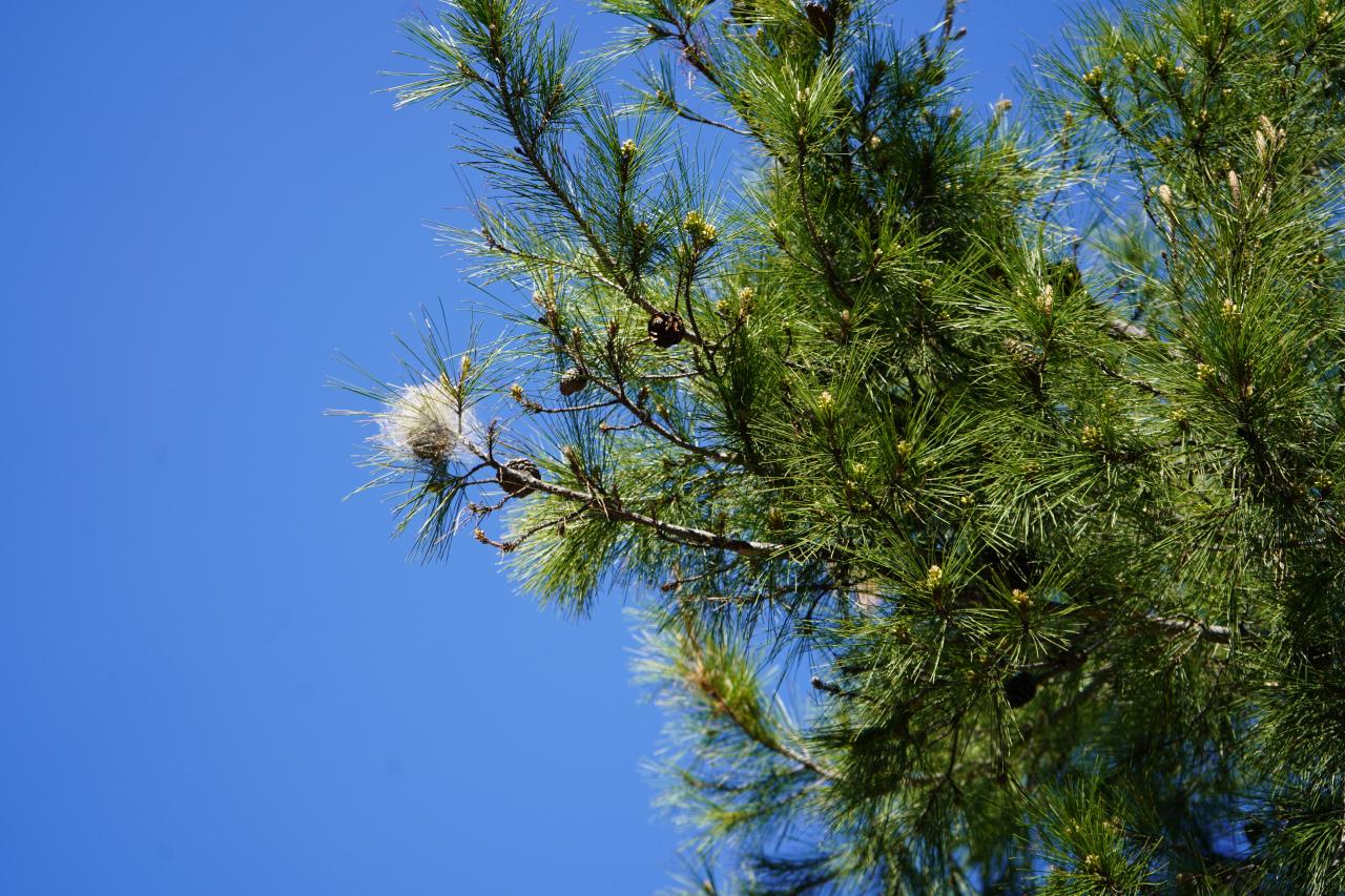 Antalya ve çevresinde baharın gelmesiyle birlikte kızılçam ağaçlarında çam kese tırtılı yoğunluğu arttı.