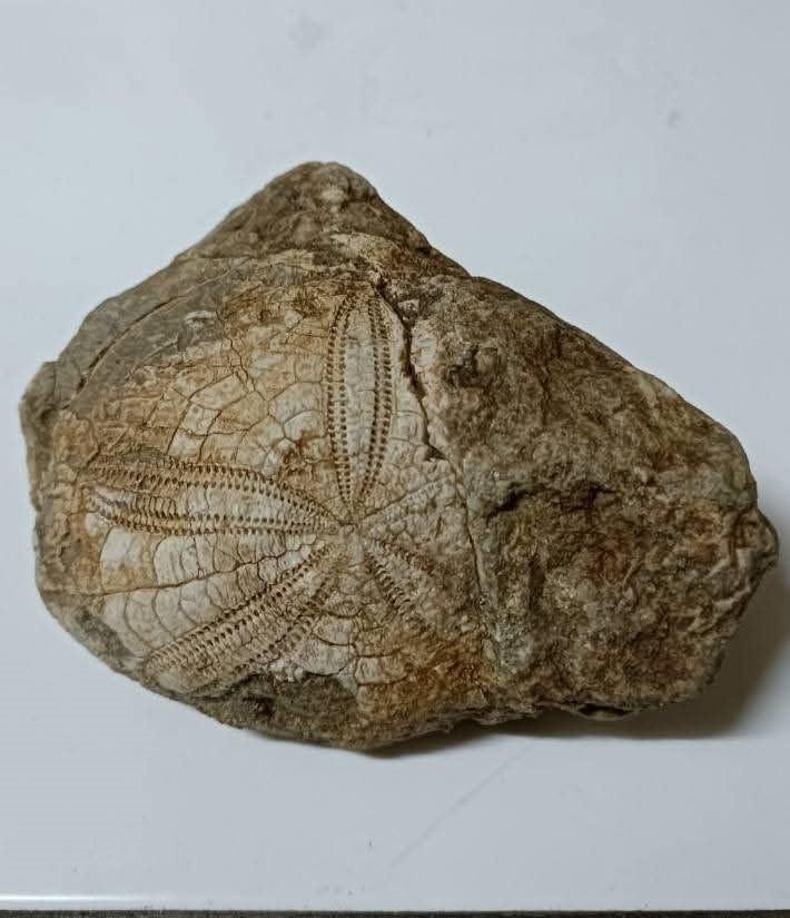 Fosilin kaç yıllık olduğu hakkında kesin bir bilgi elde edilmedi. 