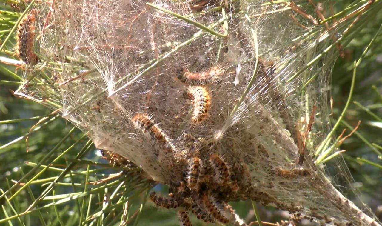Ormanlarda sessiz tehlike; çam kese tırtılı uyarısı.