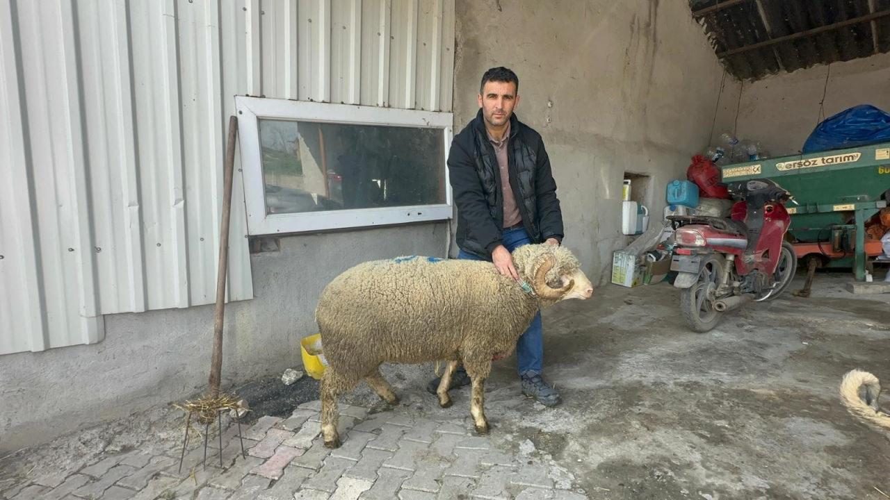 Koçu satın alan Manyaslı üretici Emre Sömer