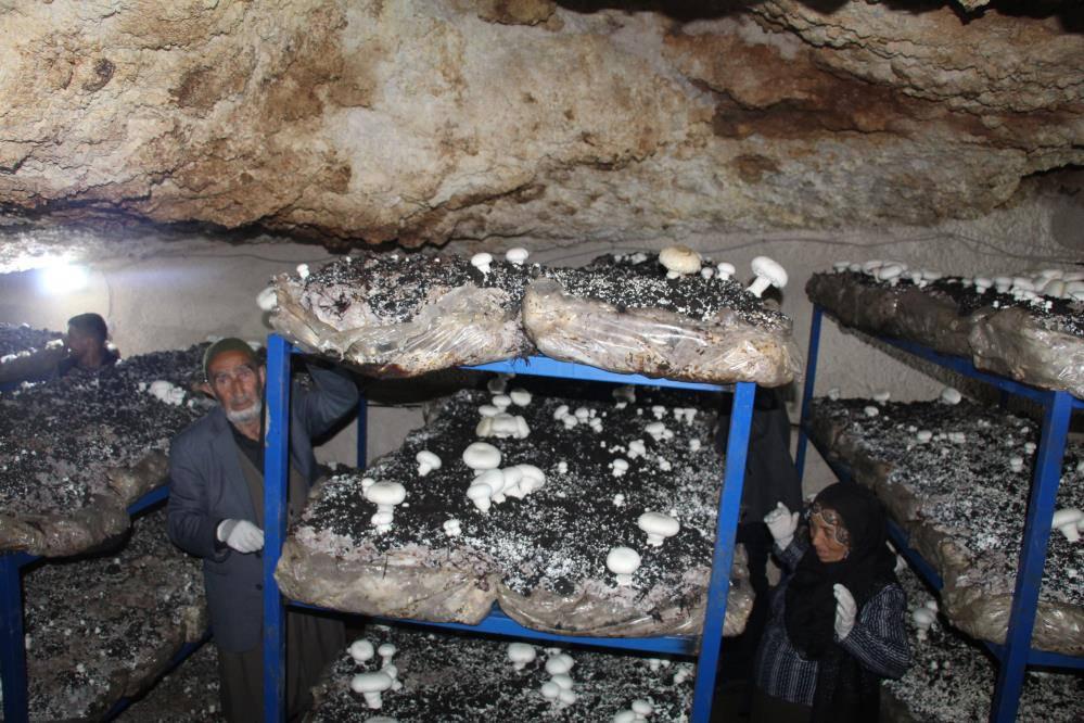 Dededen kalma mağaraya tesis kurdu: Yılda 3 ton üretiyor