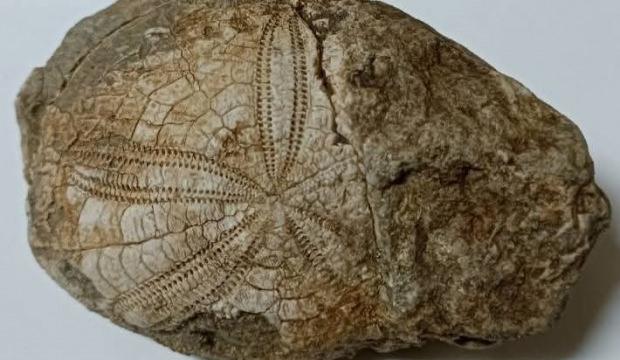 Denizli'de doğa y&uuml;r&uuml;y&uuml;ş&uuml; sırasında buldu! Ka&ccedil; yıllık olduğu bir sır 