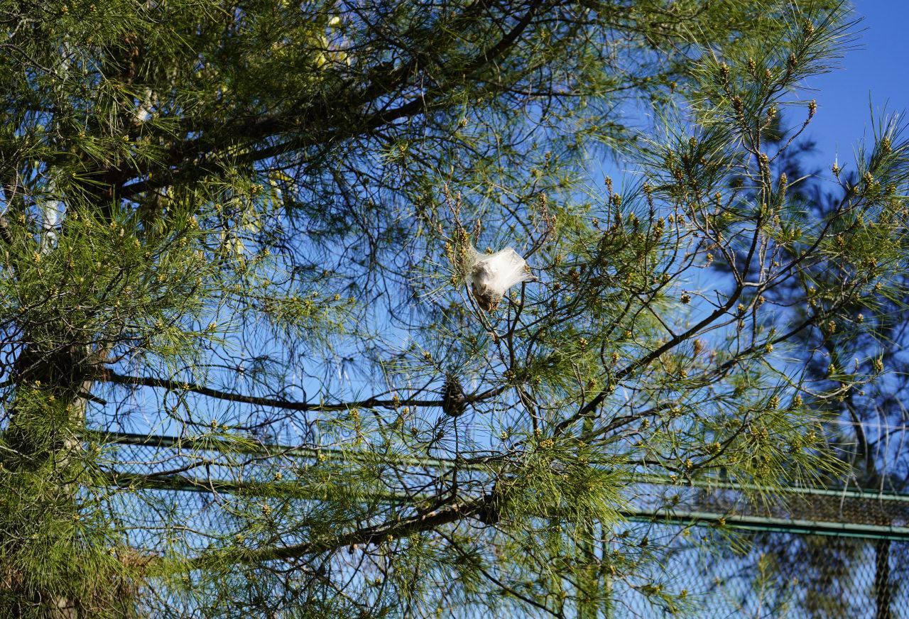 Çam kese tırtılı yoğunluğu arttı.