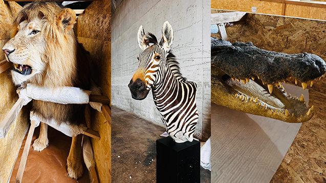 Trabzon'da 19 yaban hayvanı trofesi ele geçirildi.