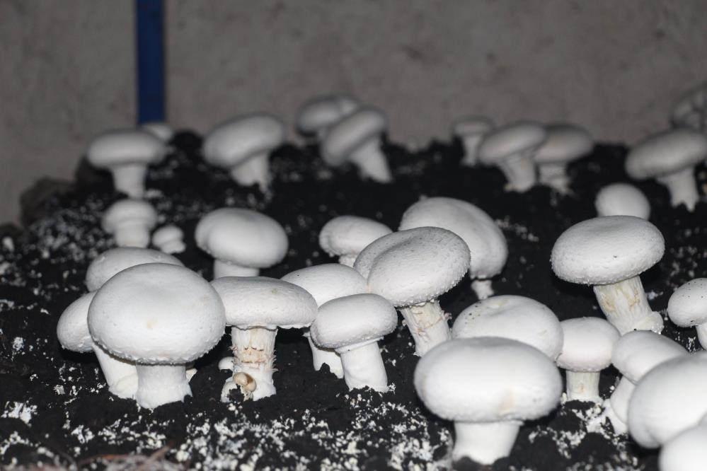 Dededen kalma mağaraya tesis kurdu: Yılda 3 ton üretiyor