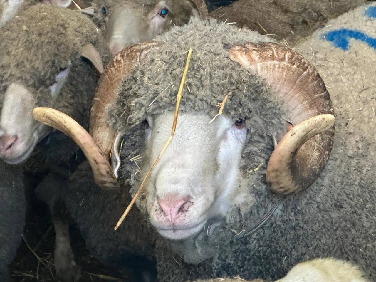 Merinos koçunun doğacak kuzularına bugünden 150 talep geldi.