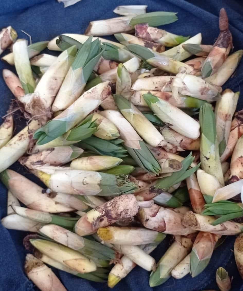 Kendiliğinden dağda yetişiyor: Bir günde 21 bin lira kazanıyor! Kilosu 300 lira