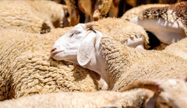 150 bin k&uuml;&ccedil;&uuml;kbaş dağıtılacak! İşte başvuru s&uuml;reci