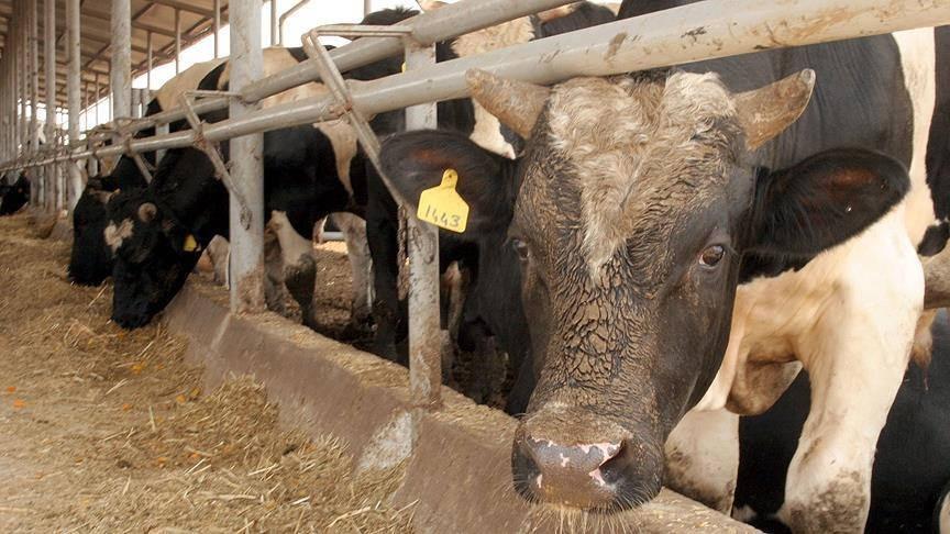 Büyükbaş ve küçükbaş piyasası belli oldu: İşte 2026 kurbanlık fiyatları