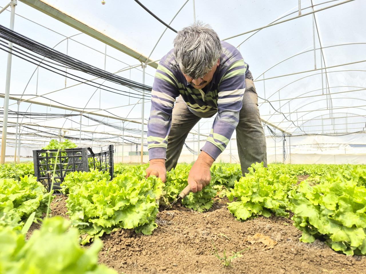 Tarlada 15, tezgahta 100 TL! Fiyatlardaki aracı' vurgununa isyan