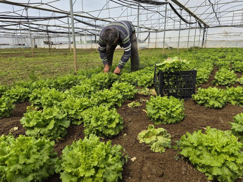 Tarlada 15, tezgahta 100 TL! Fiyatlardaki aracı' vurgununa isyan