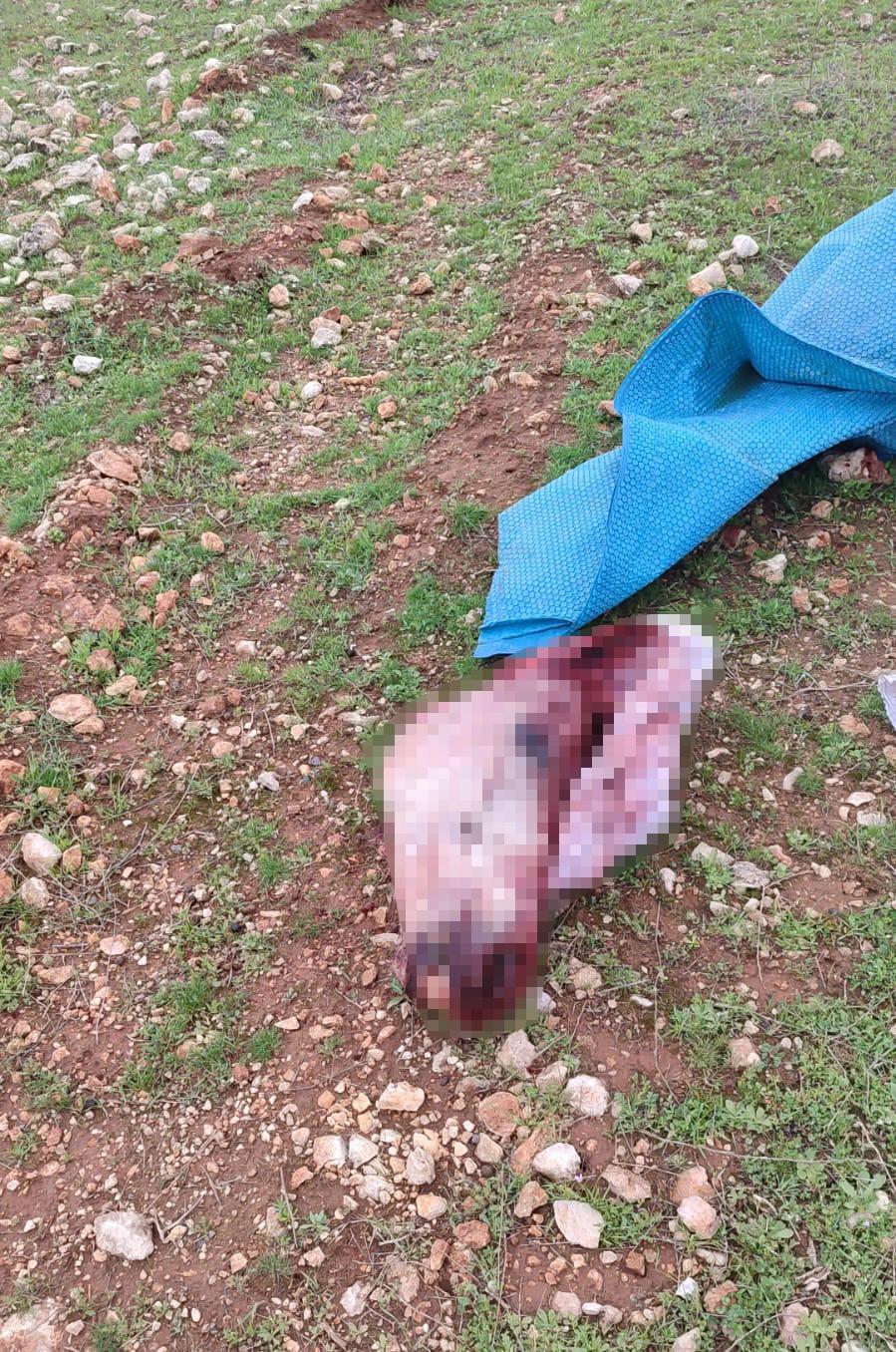 Vatandaşlar tarafından bulunan at kafası. 