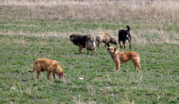 İstanbul Valiliği&rsquo;nden belediyelere 'k&ouml;pek' talimatı: Mayıs ayı sonuna kadar s&uuml;re verildi
