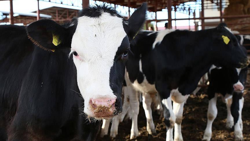 Büyükbaş ve küçükbaş piyasası belli oldu: İşte 2026 kurbanlık fiyatları