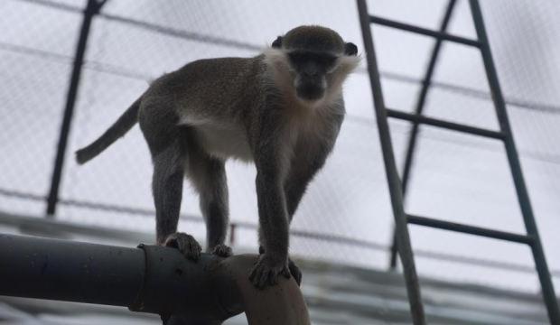 Firari maymun ikinci kez yakalandı! 