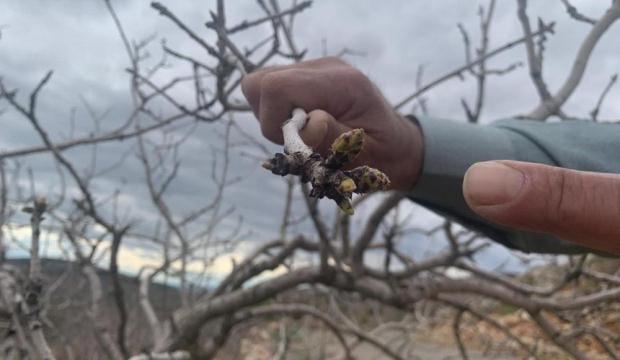 Kar ve yağmur bereketi: Antep fıstığında kuraklık endişesi ge&ccedil;ti