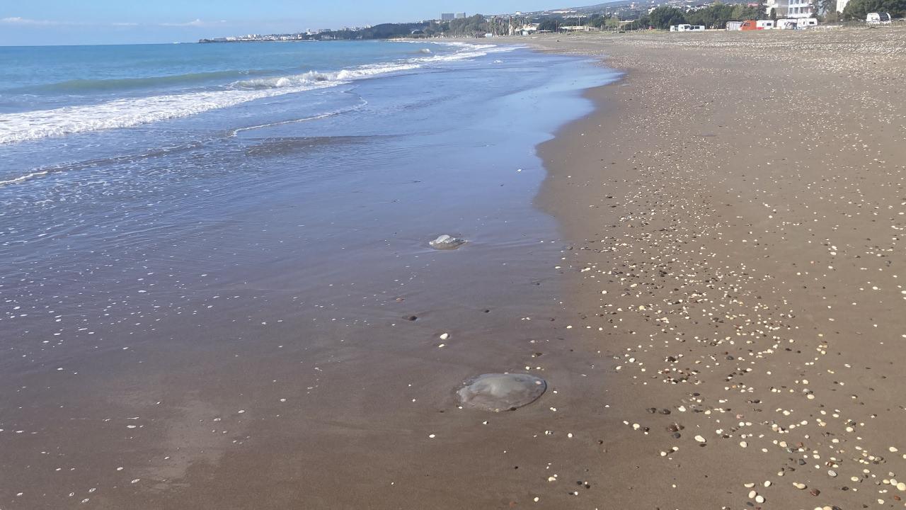 Mersin Sahili'nde görüldü.