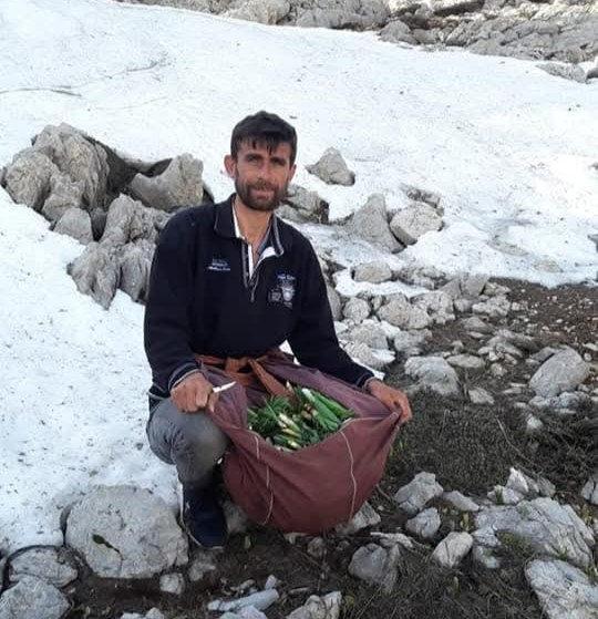 Kendiliğinden dağda yetişiyor: Bir günde 21 bin lira kazanıyor! Kilosu 300 lira