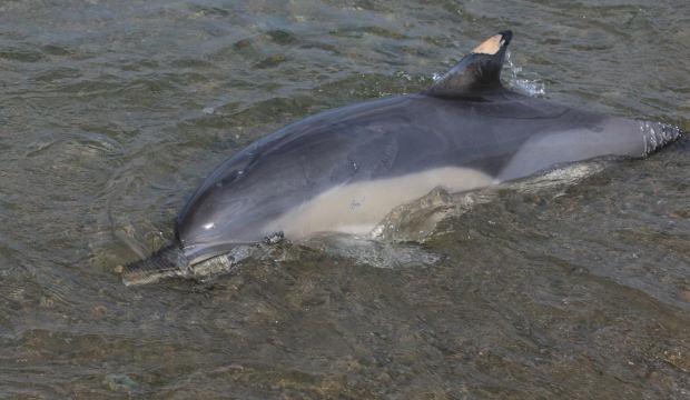 Trabzon'da &ouml;l&uuml; yunus sahile vurdu