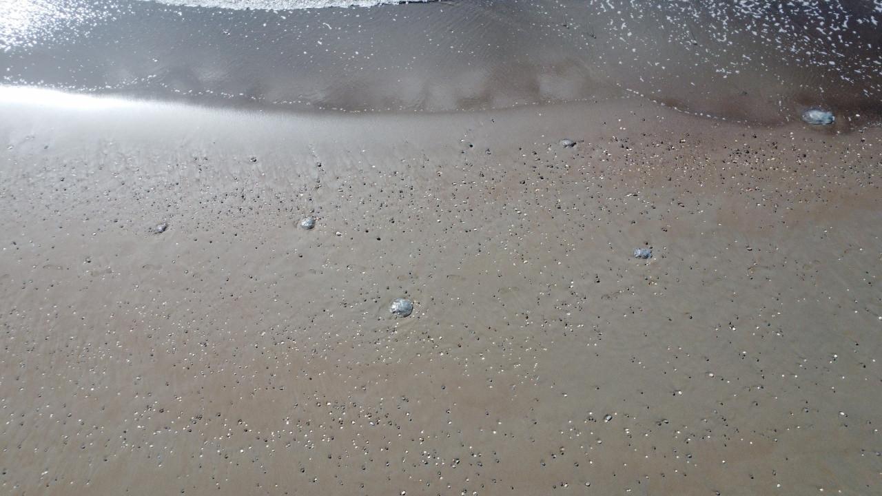 Akdeniz'deki zehirli denizanaları Mersin sahillerine vurdu.