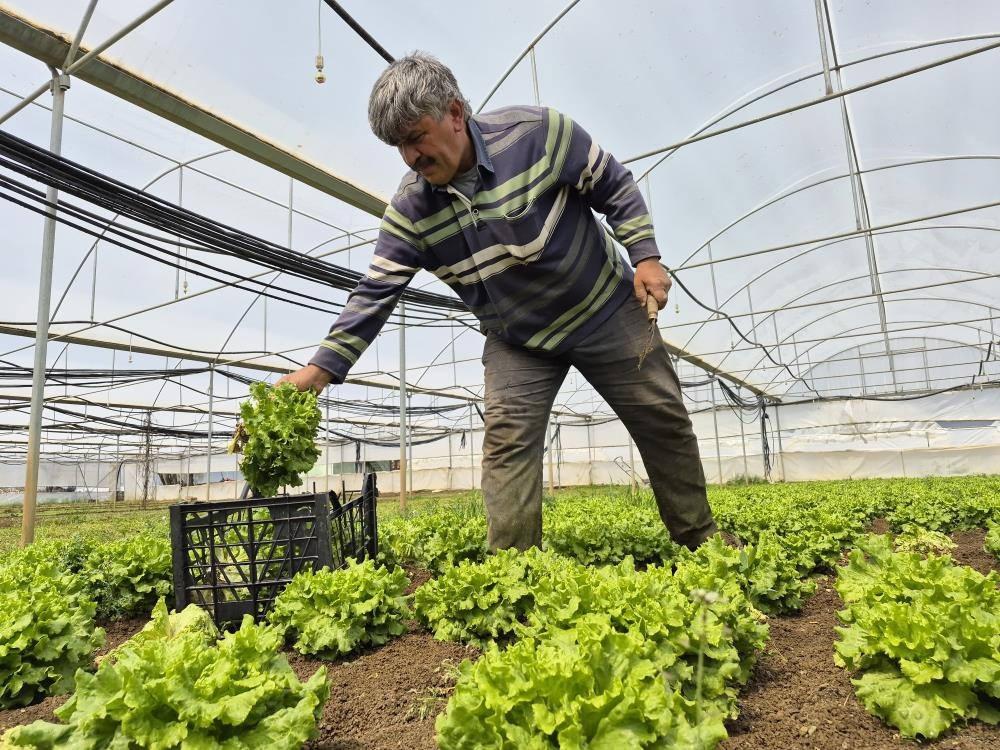 Tarlada 15, tezgahta 100 TL! Fiyatlardaki aracı' vurgununa isyan