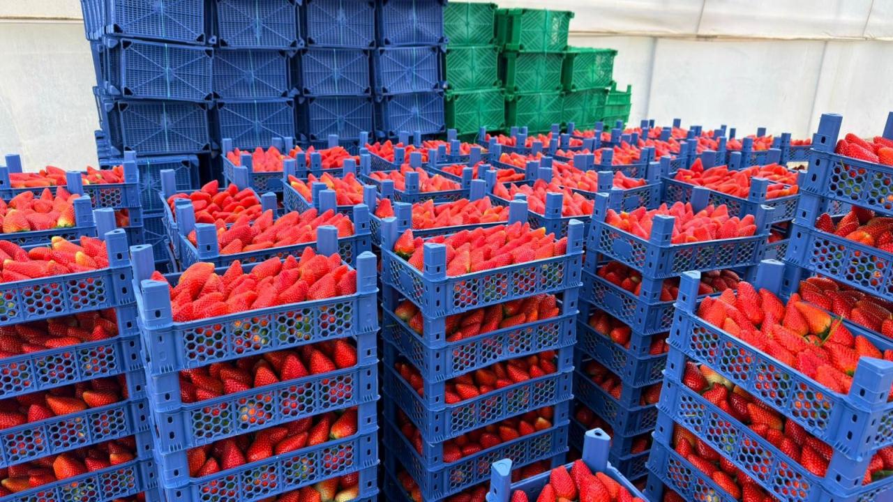 Yıllık 100 ton çilek üretimi hedefleniyor.