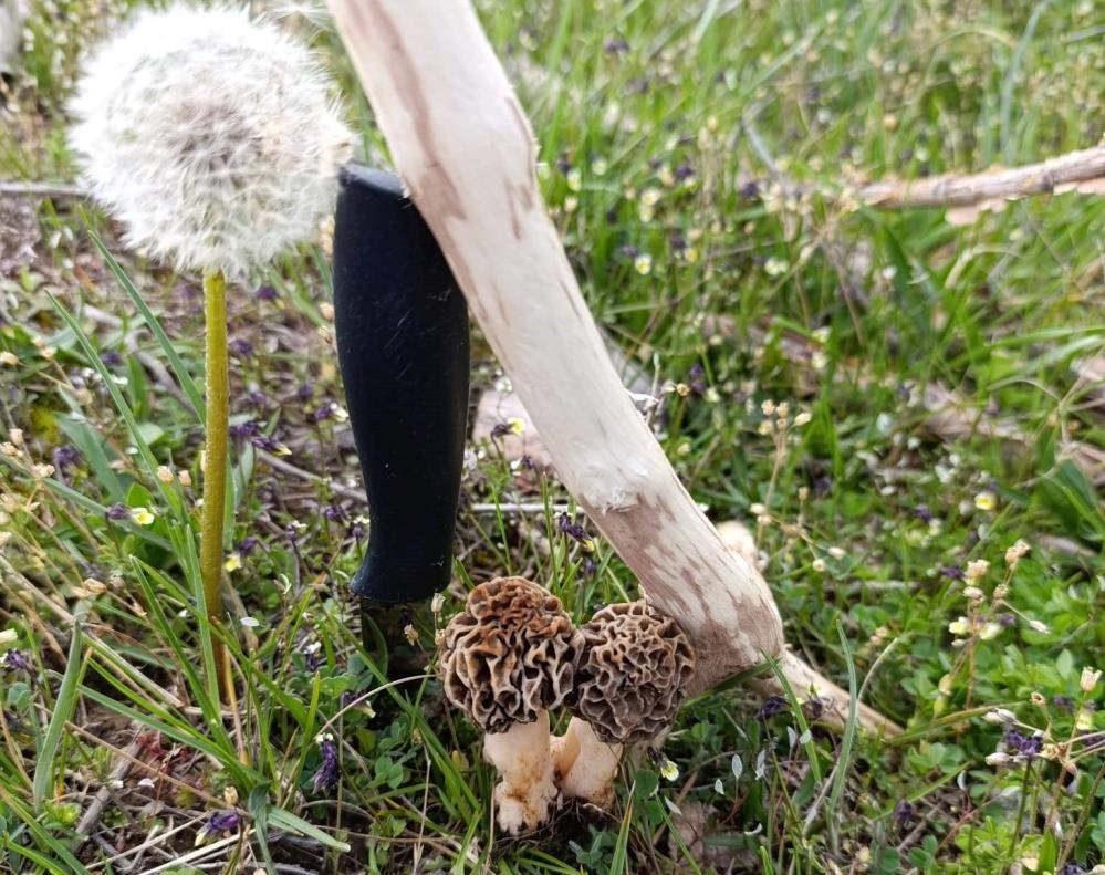Yağmur yağdı servet fışkırdı! 'Doğanın eti' bin liradan kapışılıyor