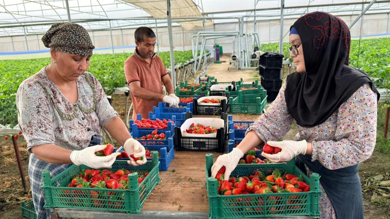 Yüksek Ziraat Mühendisi Harun Raşit Manav, Almanya'da topraksız tarım eğitimi aldı.