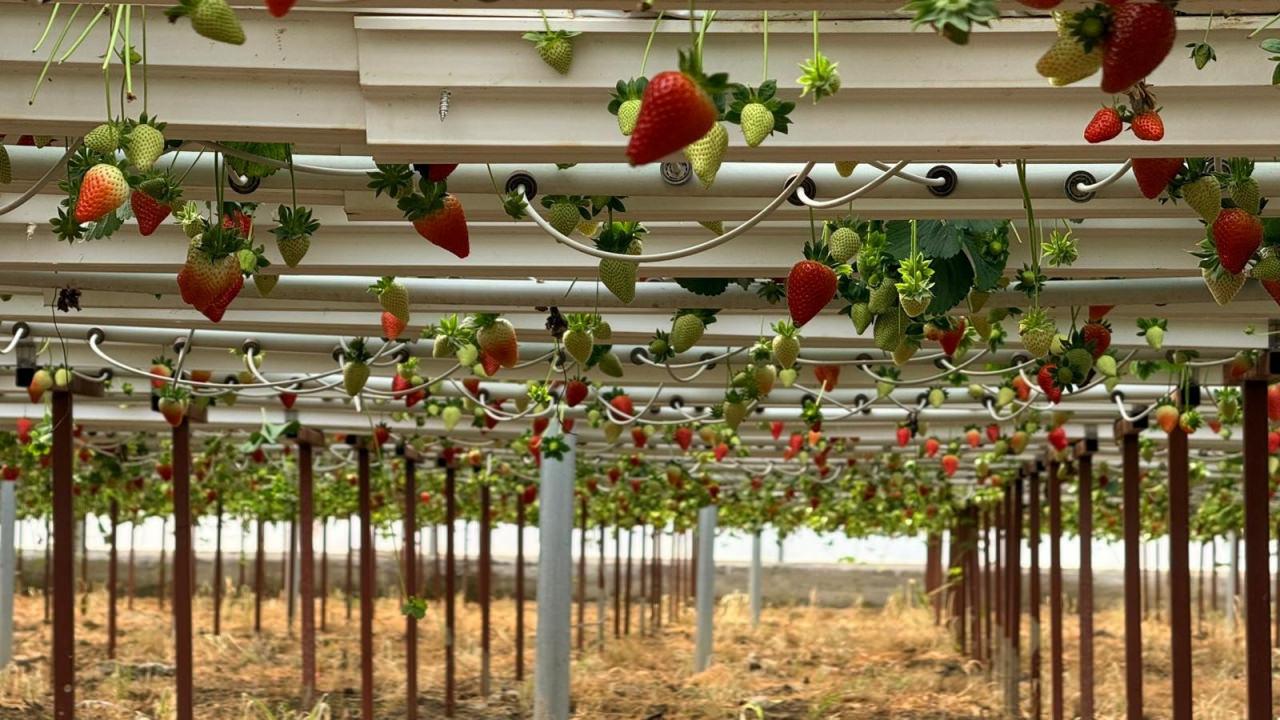 Topraksız çilek üretimi yapılıyor.