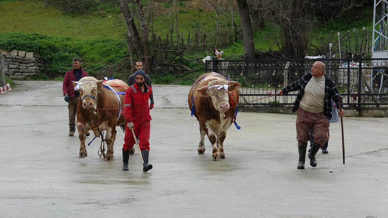 Umre hediyesi bulunan kurbanlıklar satışa çıkartıldı. 