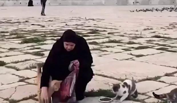 Filistinliler 41 g&uuml;nl&uuml;k yokluğun ardından Mescid-i Aksa&rsquo;nın kedilerini besledi