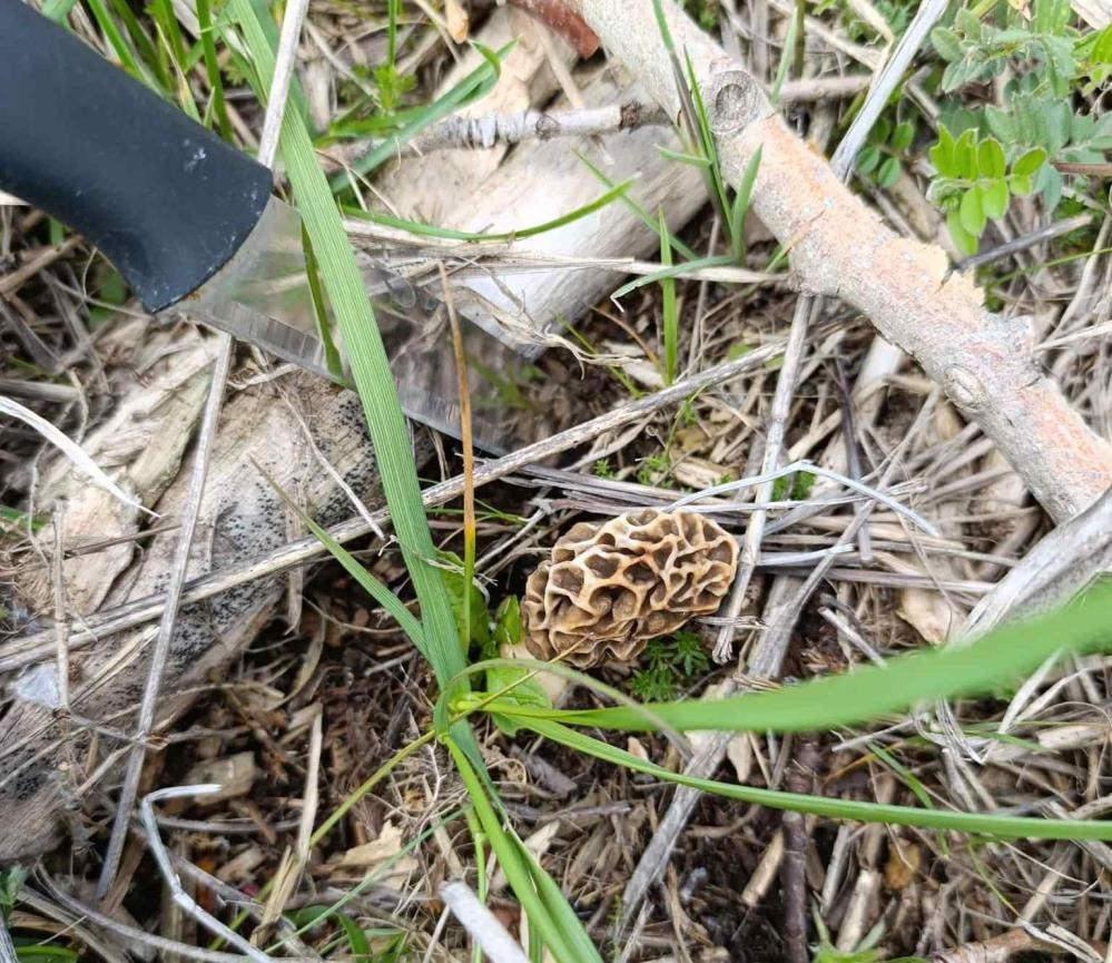 Yağmur yağdı servet fışkırdı! 'Doğanın eti' bin liradan kapışılıyor