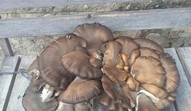 Konya&rsquo;da g&ouml;renleri şaşkına &ccedil;eviren olay: Tam 9,7 kilo