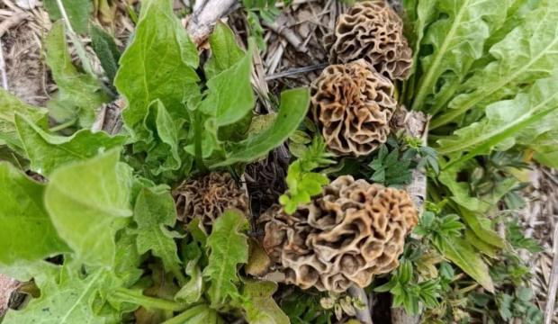 Yağmur yağdı servet fışkırdı! "Doğanın eti" bin liradan kapışılıyor