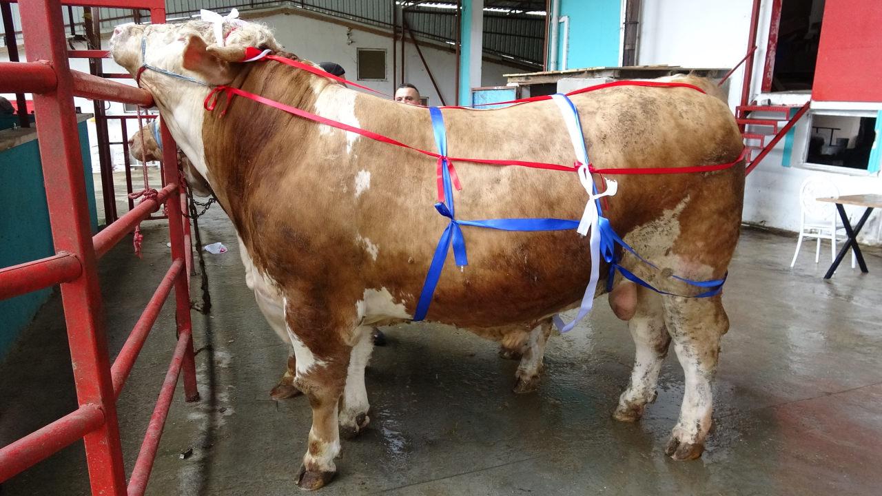 Umre hediyesi bulunan kurbanlıklardan biri. 