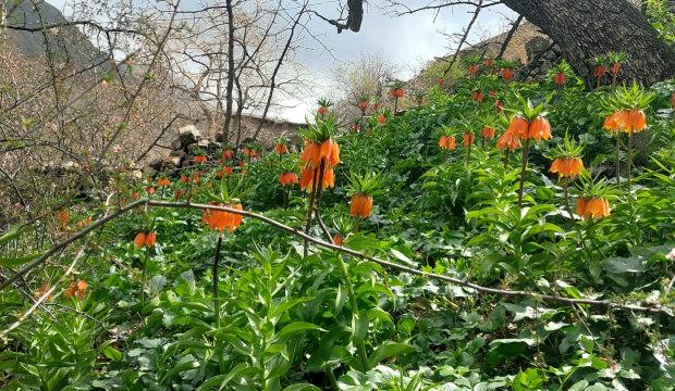 Sadece bir ay &ouml;mr&uuml; var: Koparmanın bedeli servet kadar! Yaklaşmak bile cesaret ister