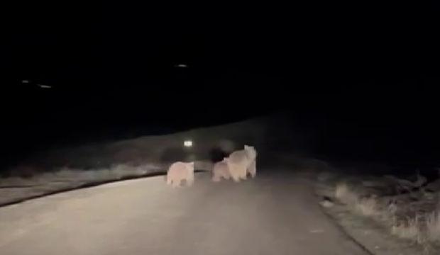 Sivas'ta kış uykusundan uyanan anne ayı ve yavruları yola indi