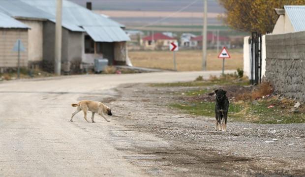 Yargıtay'dan emsal 'k&ouml;pek' kararı: 2 milyon TL tazminat