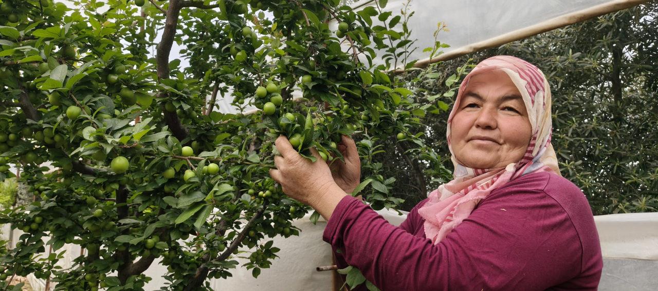 Mersin'de erik hasadı hızlandı: 10 bin liradan 200 liraya kadar geriledi