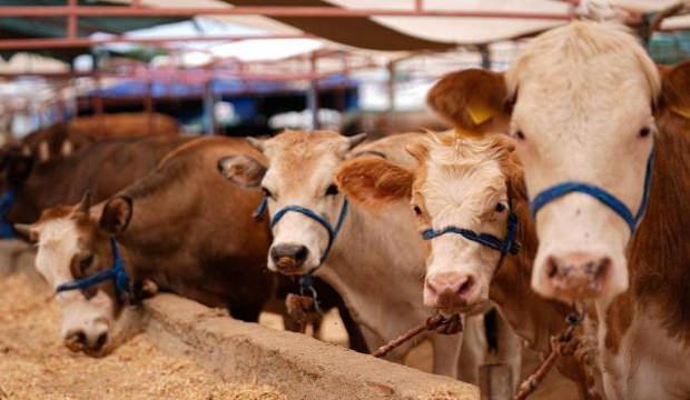 2026 KURBANLIK FİYATLARI: K&uuml;&ccedil;&uuml;kbaş ve b&uuml;y&uuml;kbaş ne kadar?