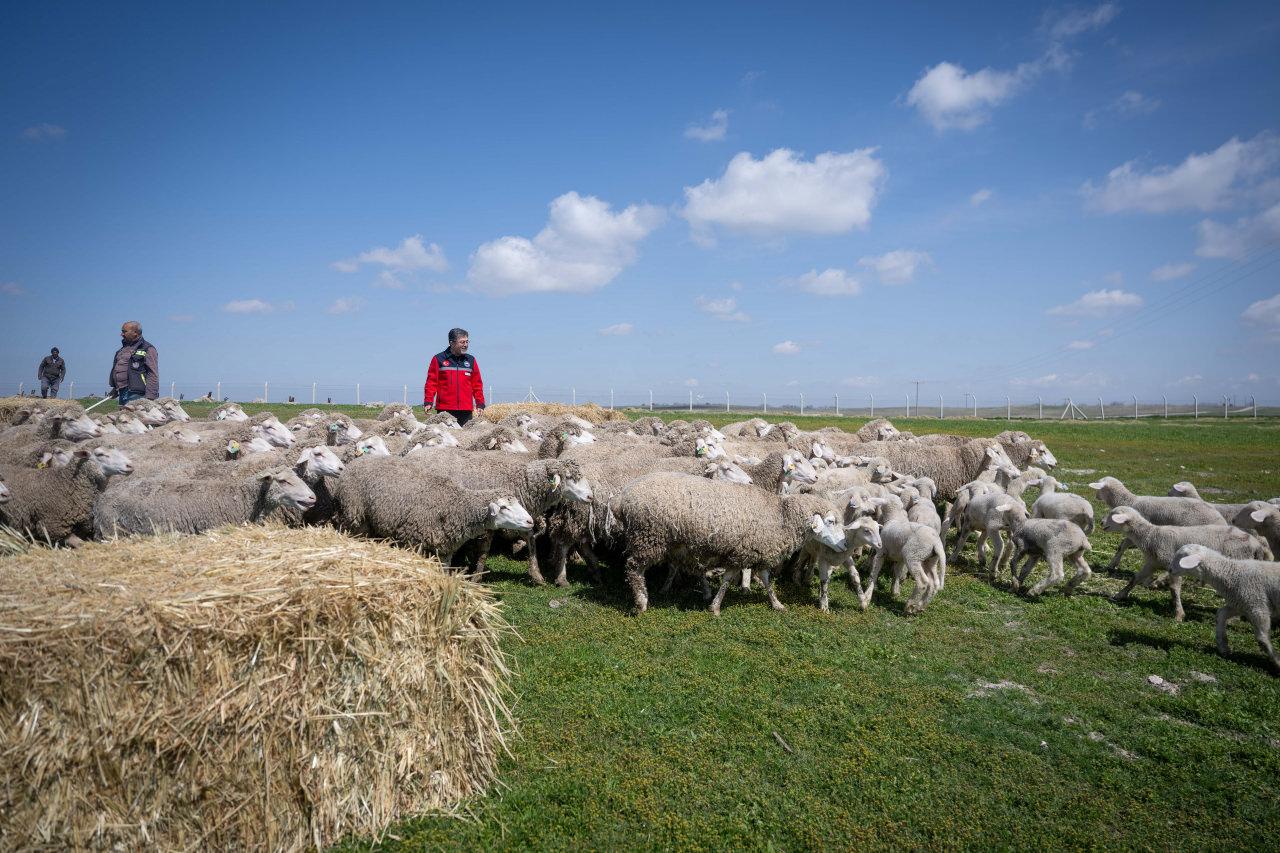 Bakan Yumaklı müjdeyi verdi: 100 küçükbaş hayvan ve aylık 15 bin TL destek!