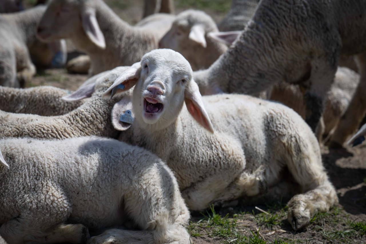 Bakan Yumaklı müjdeyi verdi: 100 küçükbaş hayvan ve aylık 15 bin TL destek!