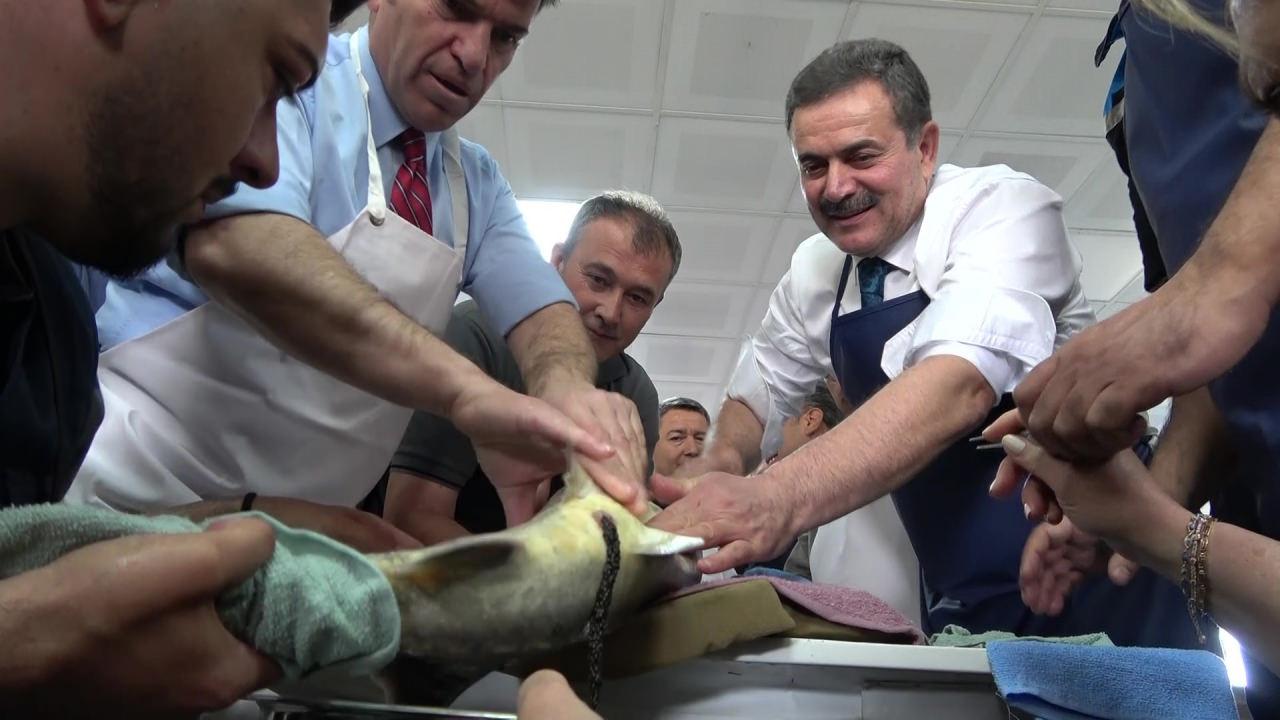 'Siyah İnci' Karadeniz'e salınıyor! Kilosu 90 bin lira: Sayı 30 bini aştı