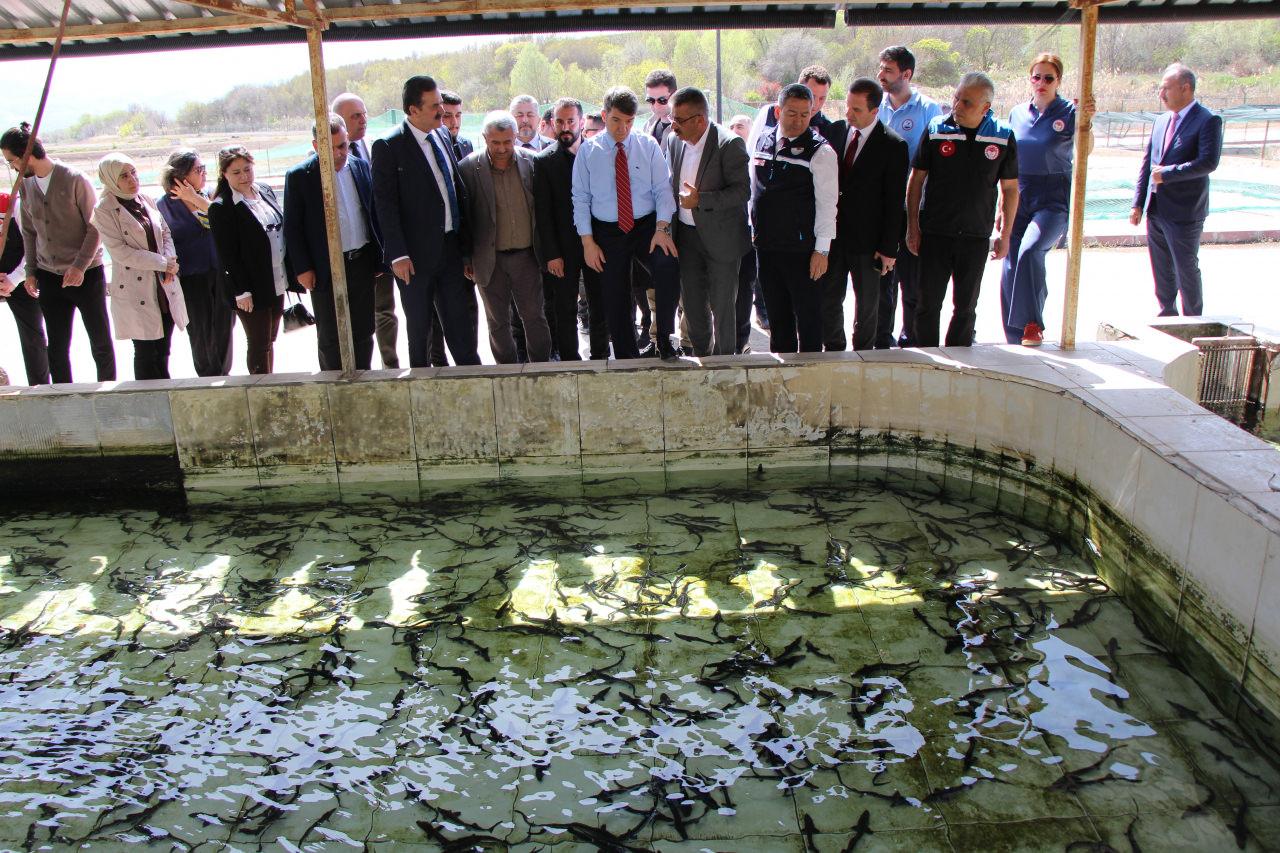 'Siyah İnci' Karadeniz'e salınıyor! Kilosu 90 bin lira: Sayı 30 bini aştı