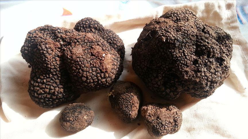 İtalya'yı bıraktı, serveti Türkiye’de buldu! kilosu 18.500 TL!